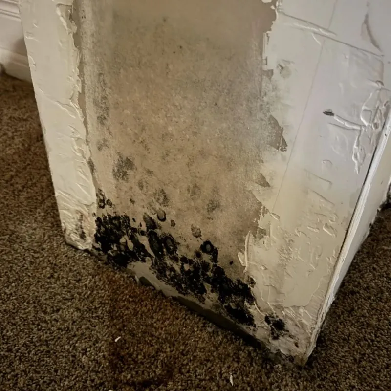 Professional Mold Removal in Chester, VT